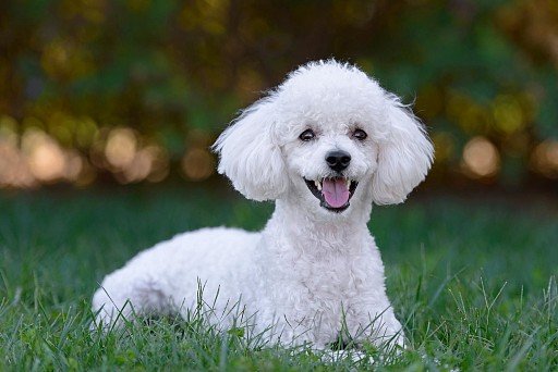 White Toy Poodles