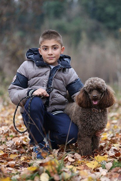 Poodle with baby