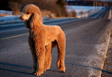 Poodle