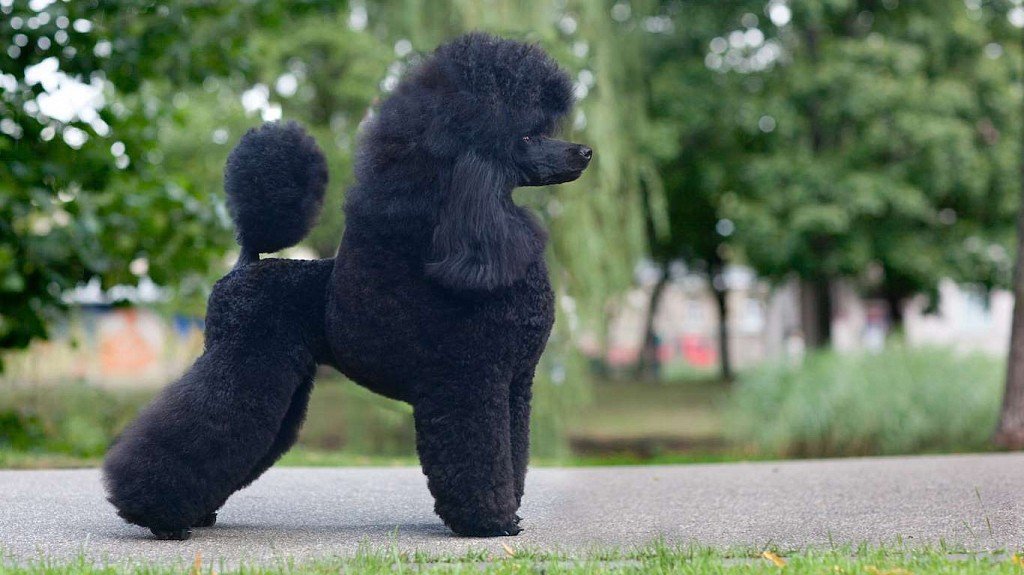 Variety of Lion Haircut