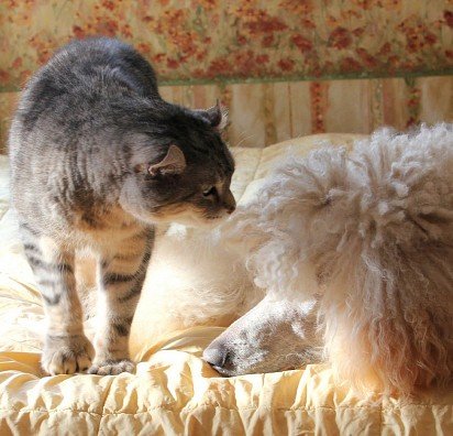 Poodle with cat