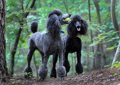 Royal Black Poodles