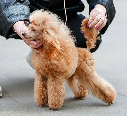 Toy Poodle