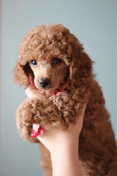 Poodle puppy