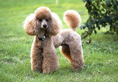 Poodle