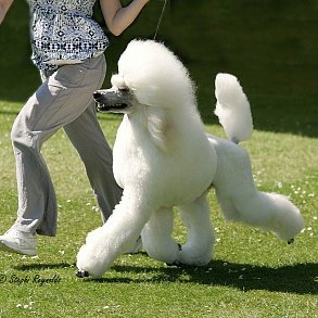 Poodle