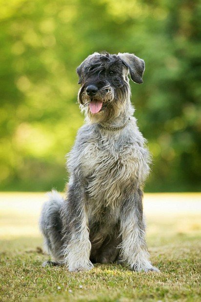 Pepper and salt colored Riesenschnauzer