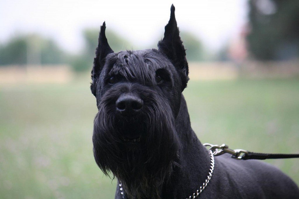 Riesenschnauzer Muzzle