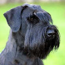 Riesenschnauzer