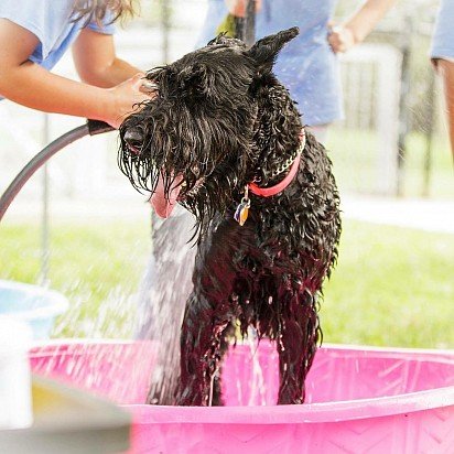 Washing my Riesenschnauzer