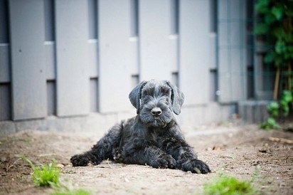 Riesenschnauzer puppy