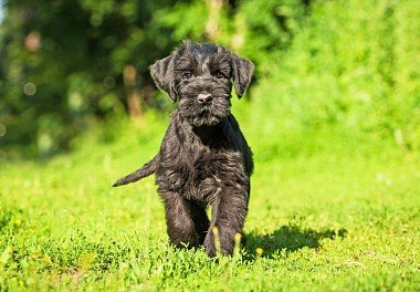 Riesenschnauzer