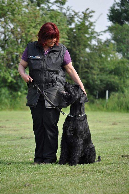 Riesenschnauzer training