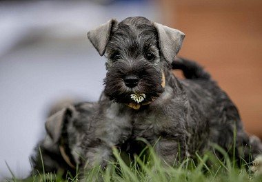 Riesenschnauzer