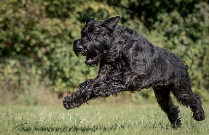 Running Riesenschnauzer