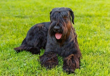 Riesenschnauzer