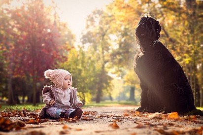 Riesenschnauzer with child