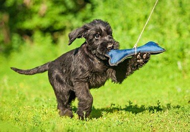 Riesenschnauzer