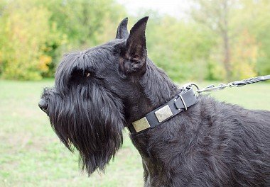 Riesenschnauzer