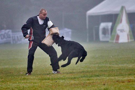 Riesenschnauzer