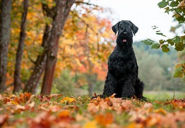 Riesenschnauzer