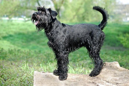 Riesenschnauzer