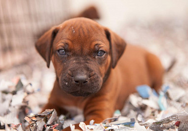 Rhodesian Ridgeback