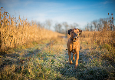 Rhodesian Ridgeback