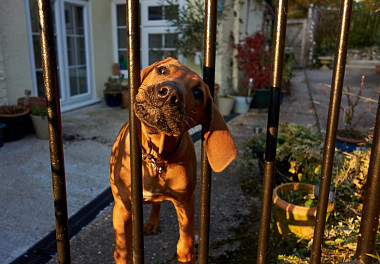 Rhodesian Ridgeback