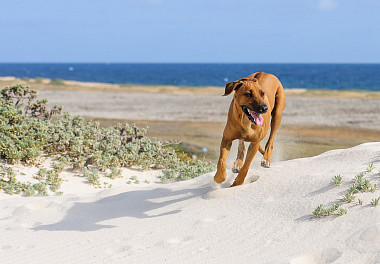 Rhodesian Ridgeback