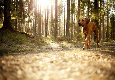 Rhodesian Ridgeback