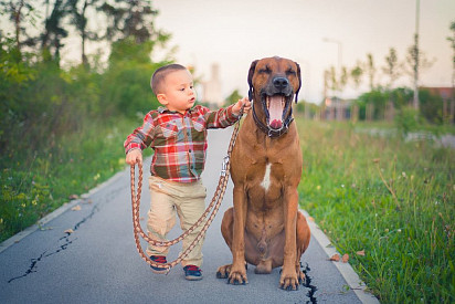 Rhodesian Ridgeback with baby