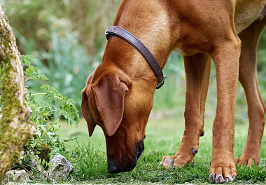 Rhodesian Ridgeback puppy