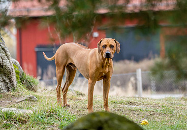 Rhodesian Ridgeback