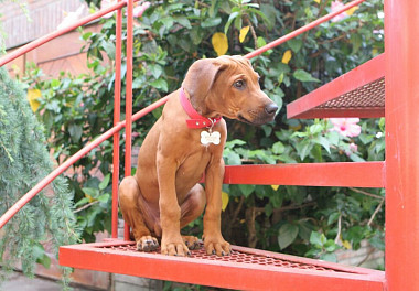 Rhodesian Ridgeback