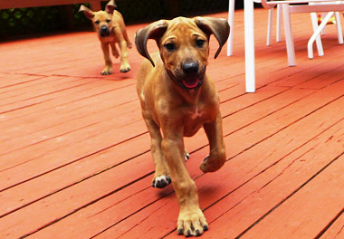 Rhodesian Ridgeback