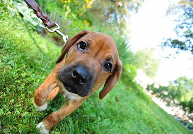 Rhodesian Ridgeback