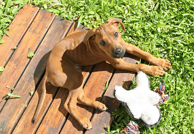 Rhodesian Ridgeback