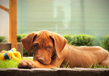 Rhodesian Ridgeback