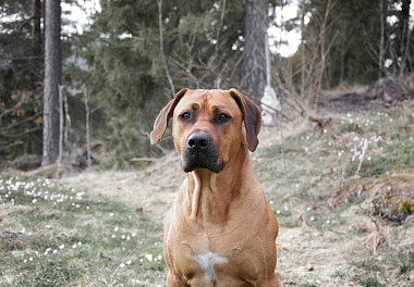 Rhodesian Ridgeback