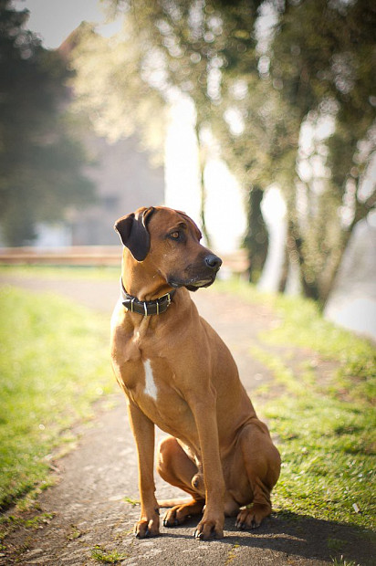 Rhodesian Ridgeback