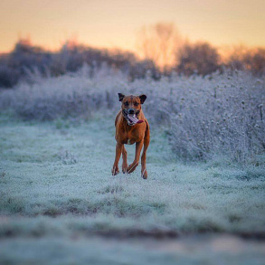 Rhodesian Ridgeback