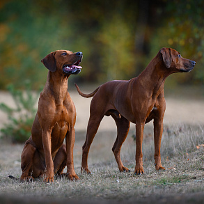 Rhodesian Ridgeback