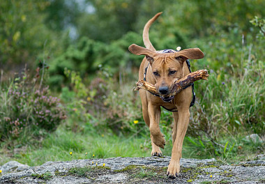 Rhodesian Ridgeback