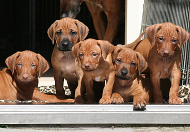 Rhodesian Ridgeback