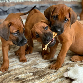 Rhodesian Ridgeback