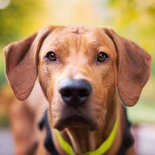 Rhodesian Ridgeback