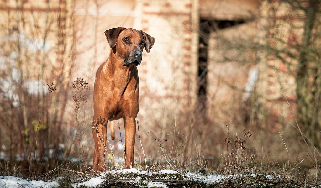 Rhodesian Ridgeback