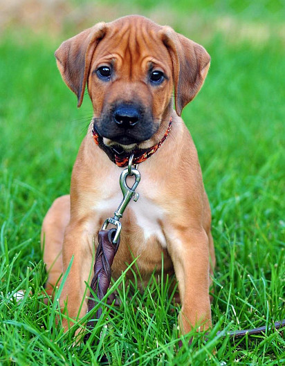 Rhodesian Ridgeback puppy