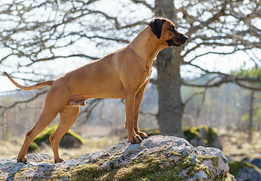 Rhodesian Ridgeback